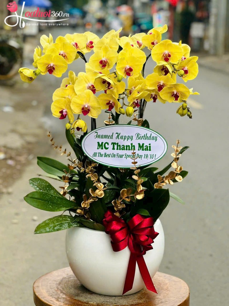 Chậu lan hồ điệp vàng mini tặng cô giáo, sếp nữ ngày 20/10