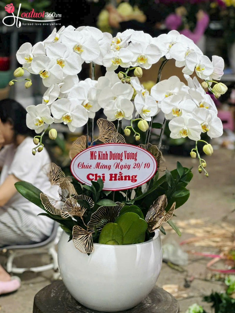 Chậu lan hồ điệp trắng tặng cô giáo, sếp nữ ngày 20/10