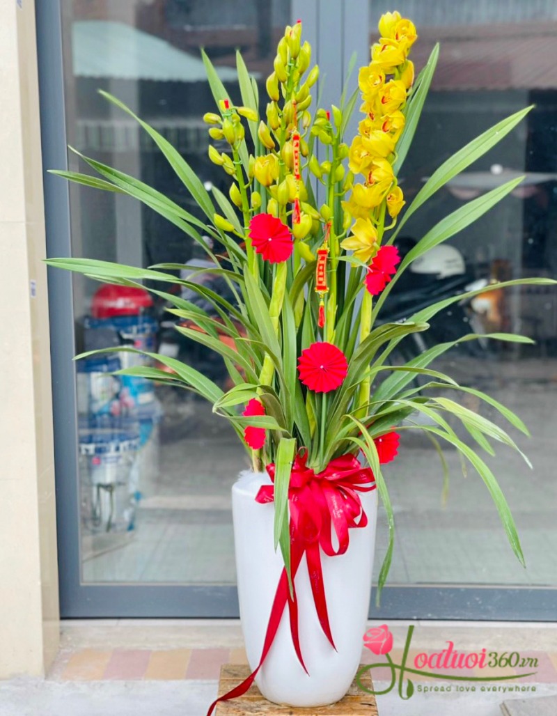 Cách chăm sóc hoa địa lan sau Tết