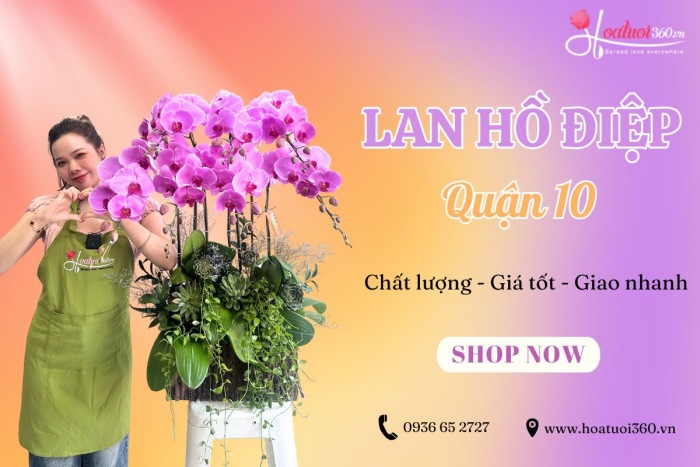 Địa chỉ bán hoa lan hồ điệp đa dạng màu sắc, giá tốt tại TPHCM