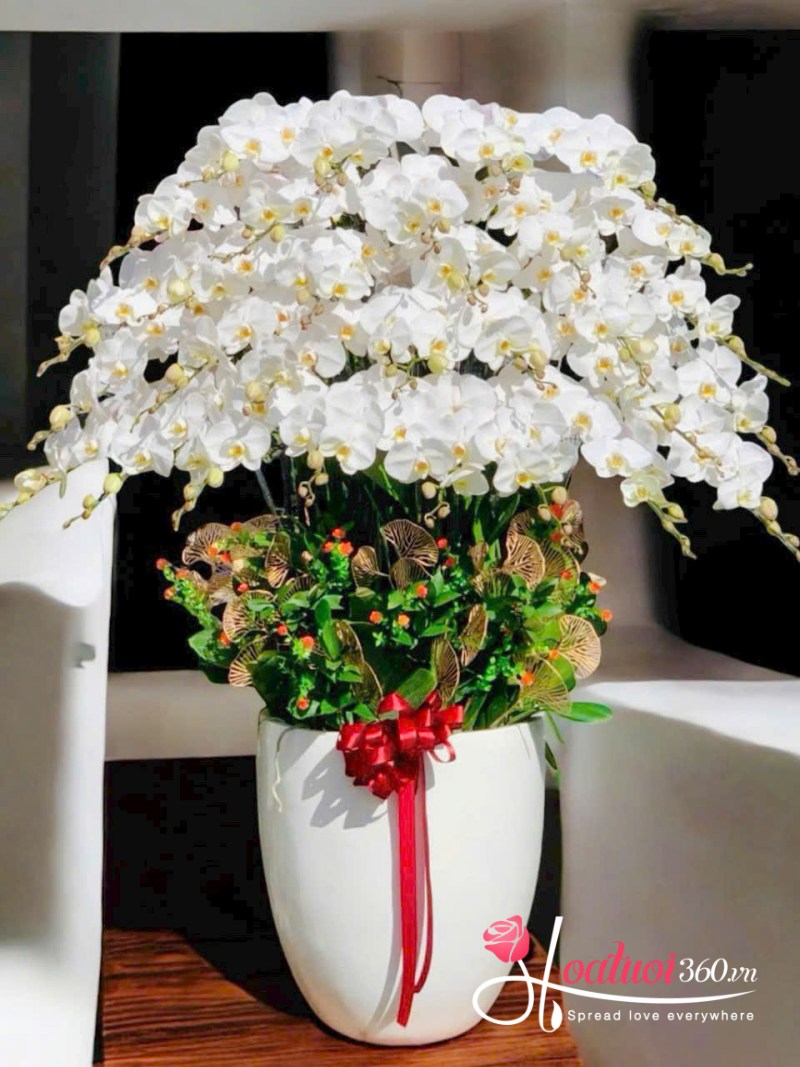 Chậu lan hồ điệp trắng 20 - 30 cành