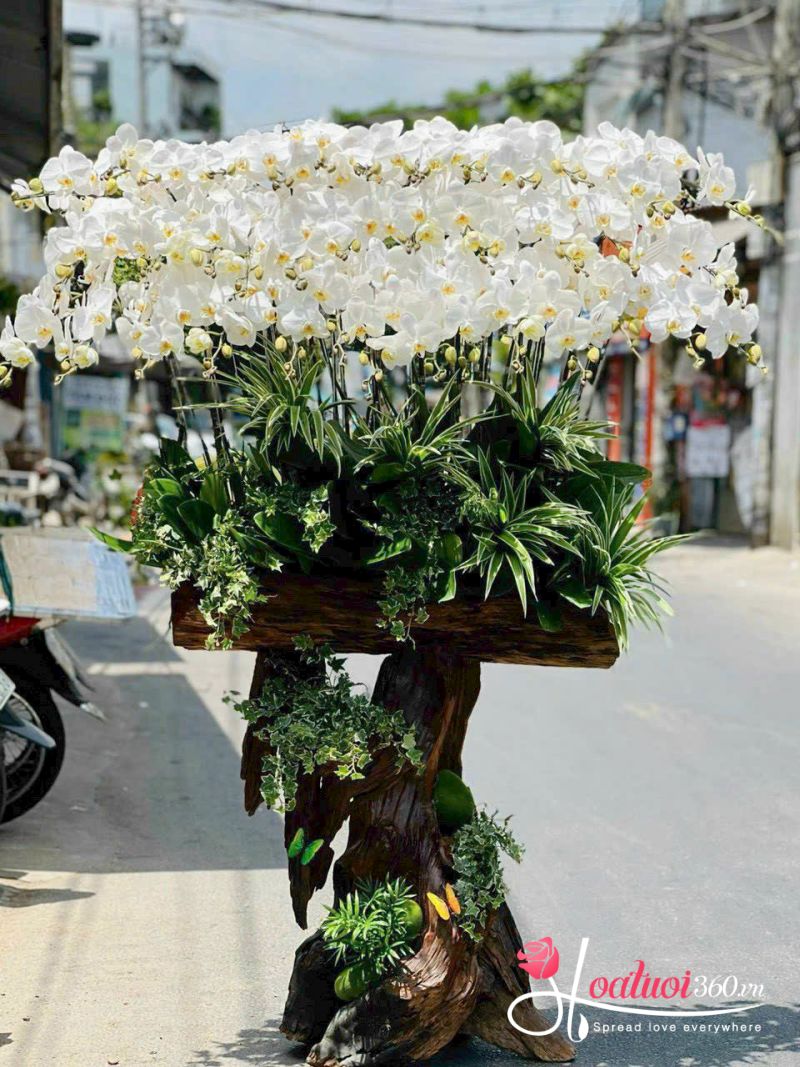 Chậu lan hồ điệp màu trắng 40 - 65 cành