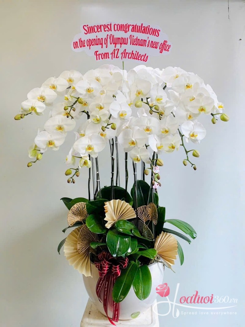 Chậu lan hồ điệp trắng 1 - 5 cành