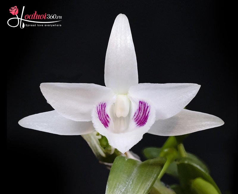 Lan hồ điệp màu trắng đột biến