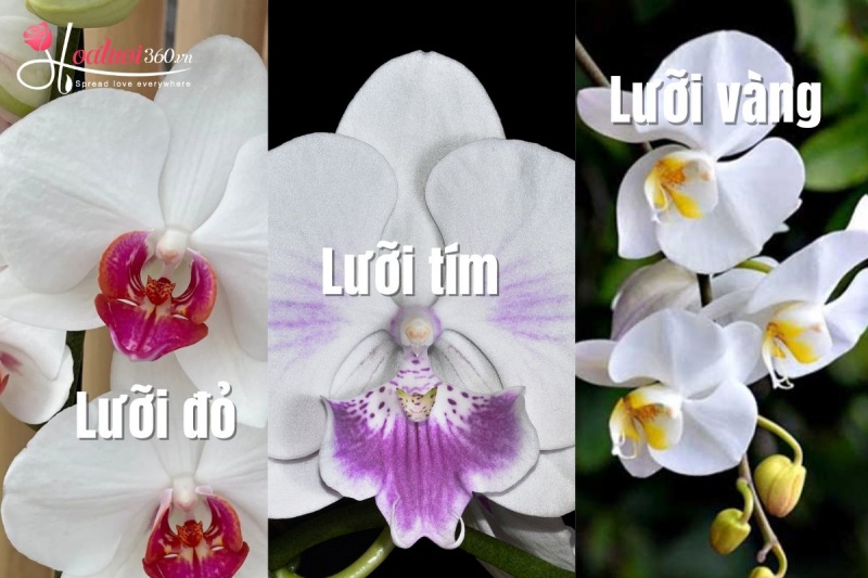 Hoa lan hồ điệp trắng lưỡi đỏ/lưỡi vàng/lưỡi tím