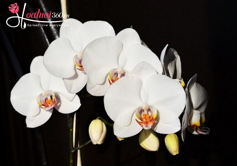 Lan hồ điệp trắng V3