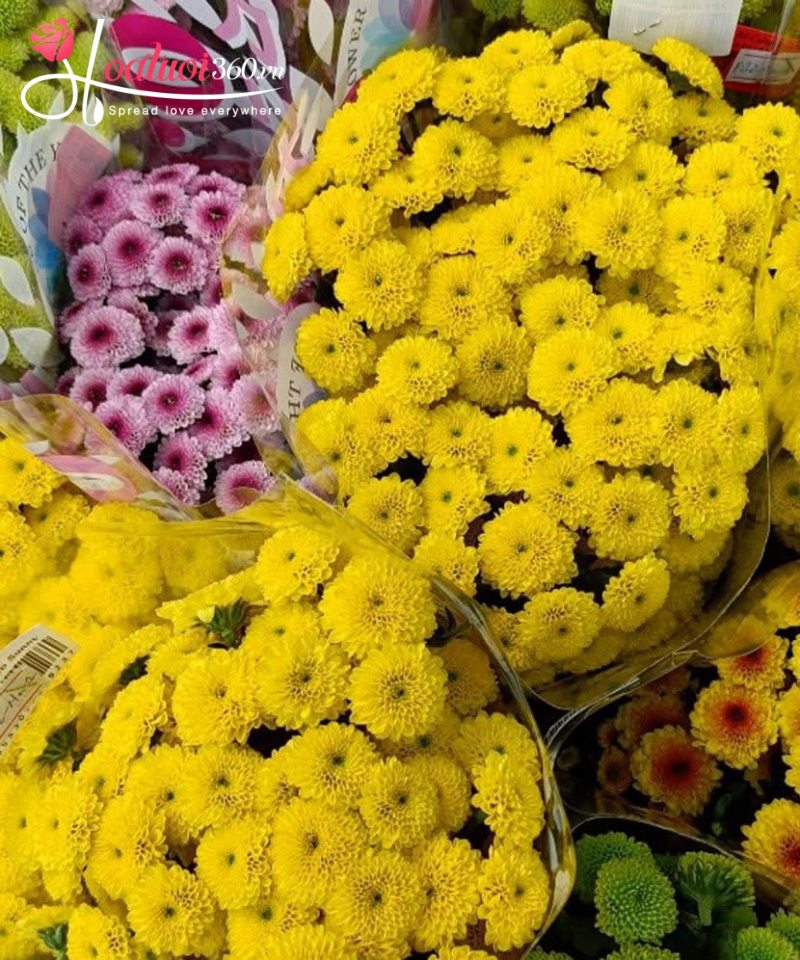 Hoa cúc vàng - loài hoa may mắn