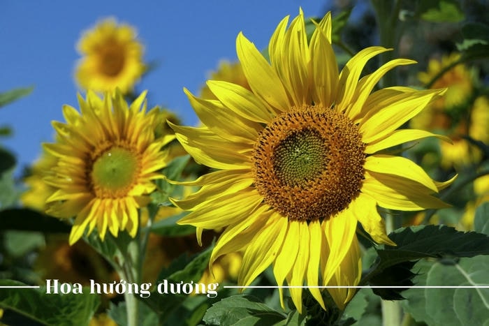 Hoa hướng dương tượng trưng cho sự chờ đợi trong buồn bã