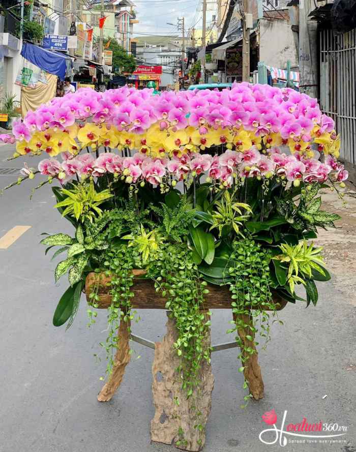 lũa lan hồ điệp đột biến mừng khai trương