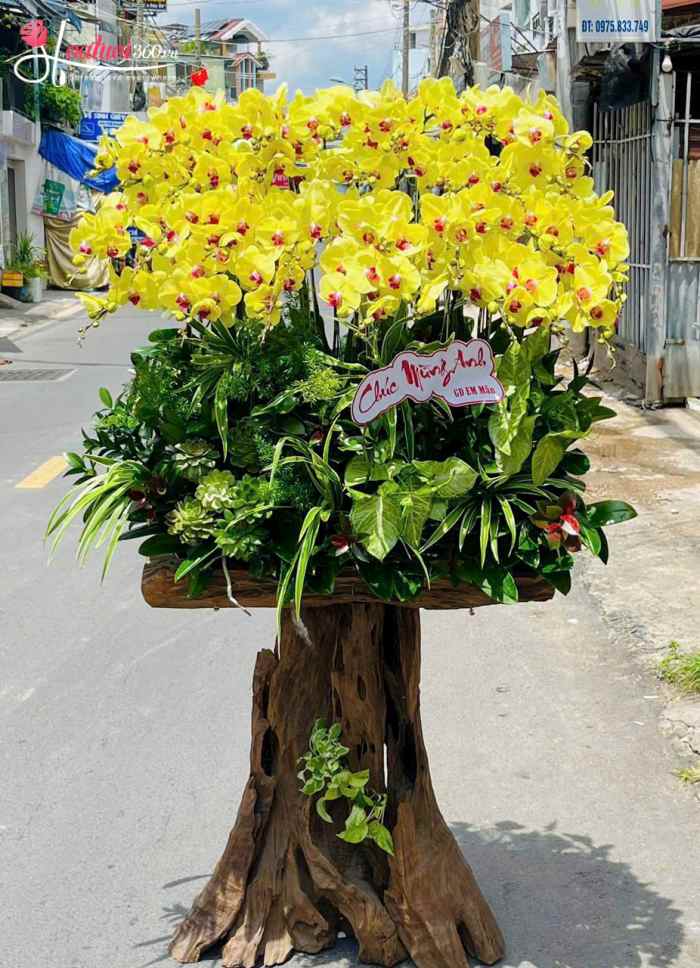 Lũa lan hồ điệp vàng mừng khai trương