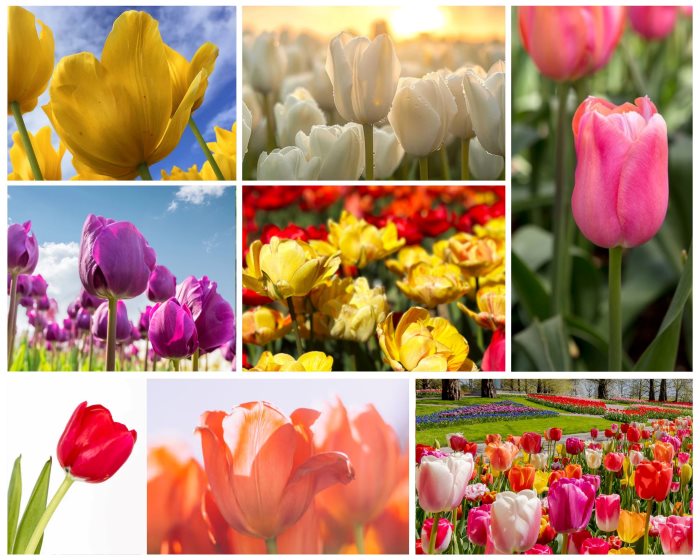 hoa tulip đa dạng săc màu