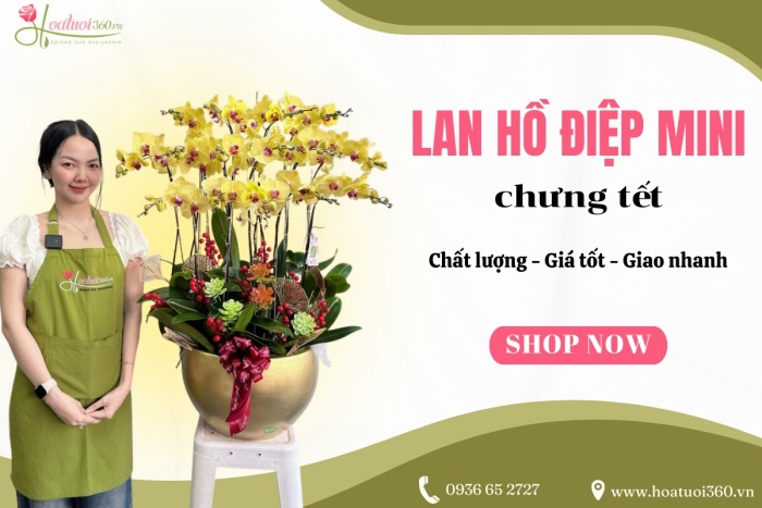 địa chỉ mua lan hồ điệp mini chưng tết giá tốt