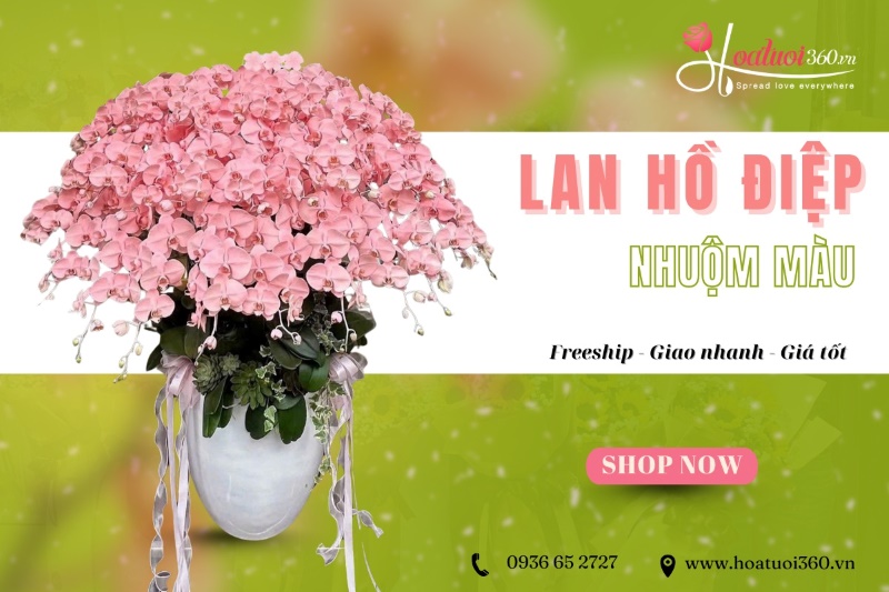 đặt lan hồ điệp nhuộm màu tại Hoa Tươi 360