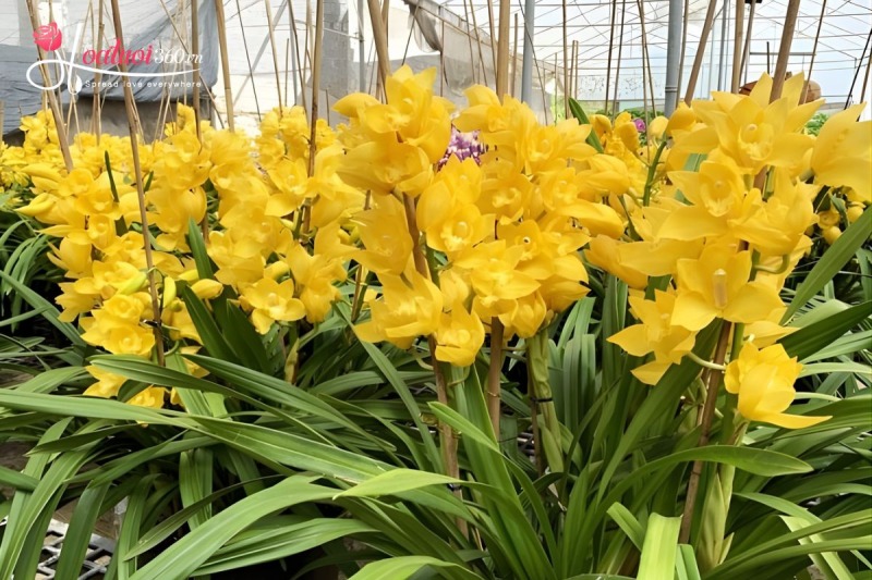 nguồn gốc hoa địa lan