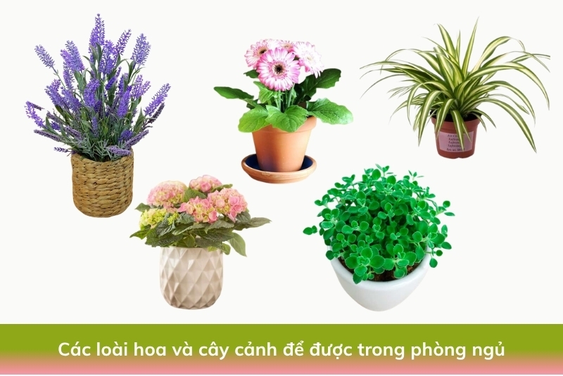 Những loài hoa có thể đặt trong phòng ngủ