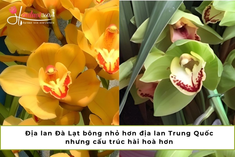phân biệt địa lan đà lạt và địa lan trung quốc