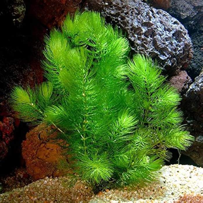 Những chùm rong đuôi chồn thuỷ sinh trong bể cá