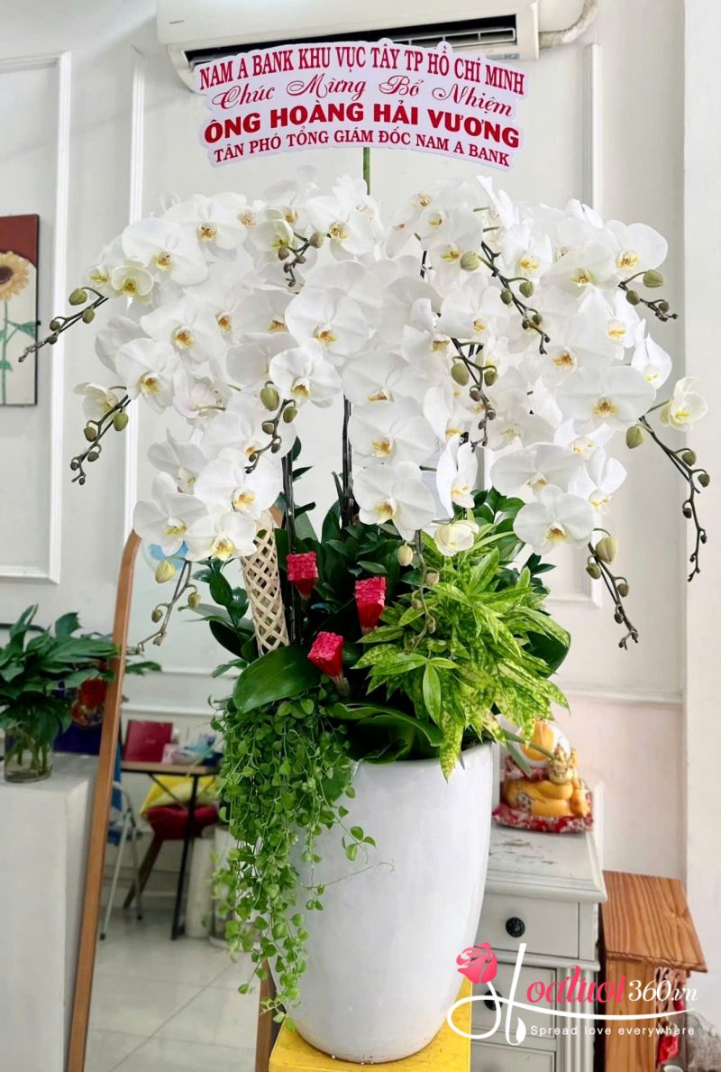 Tại sao lan hồ điệp trắng được nhiều khách ưa chuộng?