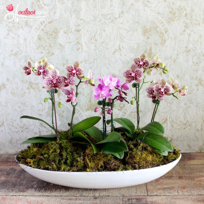 Thuyền lan hồ điệp mini đột biến chưng Tết