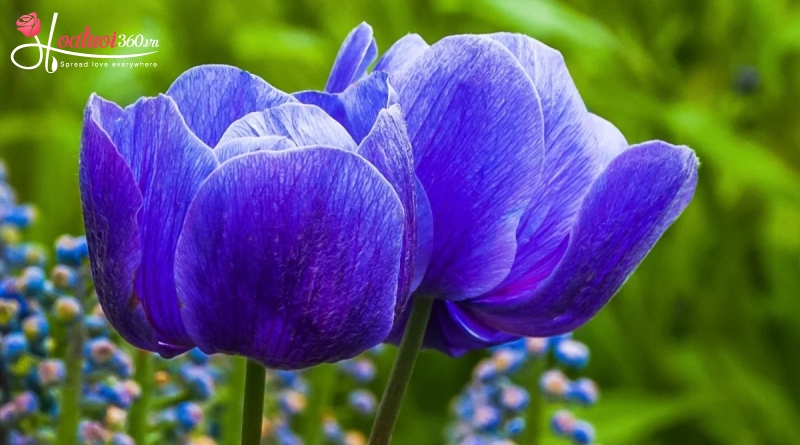 Tổng quan về hoa tulip xanh