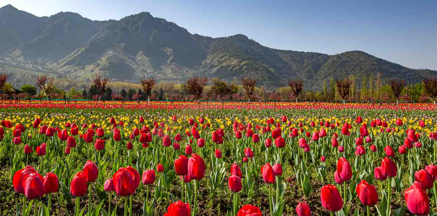 Tổng quan về loài hoa tulip