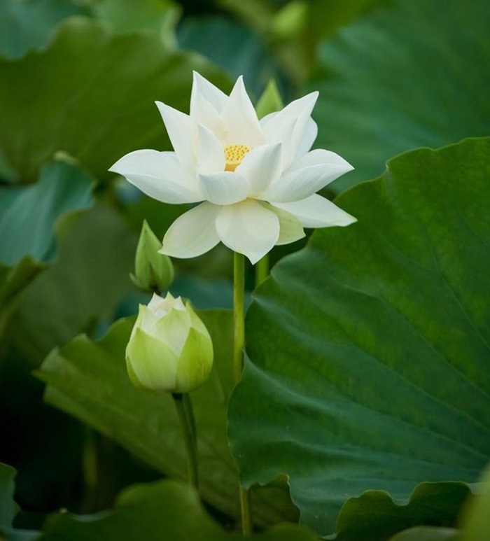Ý nghĩa hoa sen trắng trong Phật Giáo