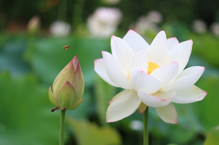Ý nghĩa của hoa sen trắng trong phong thủy