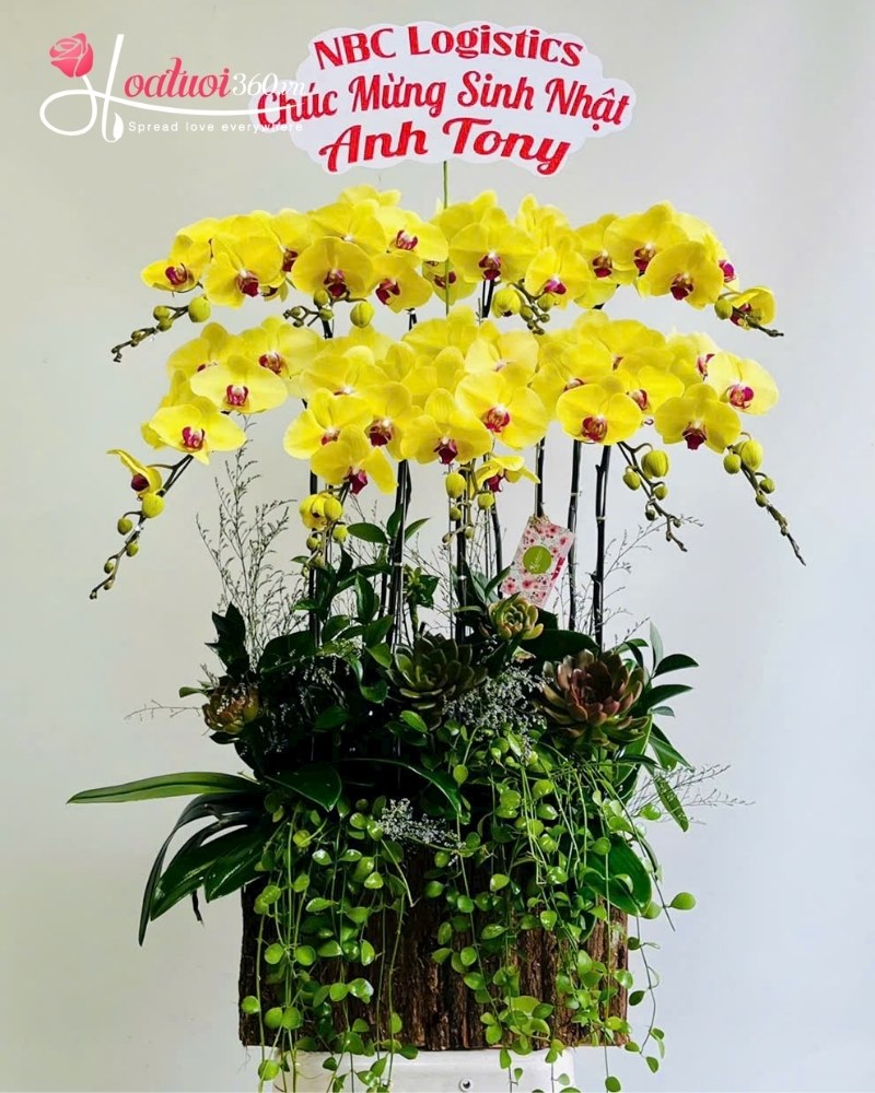 Ý nghĩa phong thủy của chậu lan hồ điệp 9 cành