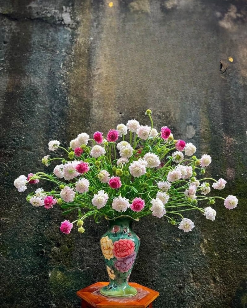 ý nghĩa của hoa scabiosa