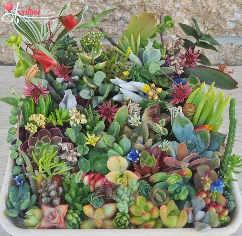 Ý nghĩa của hoa sen đá
