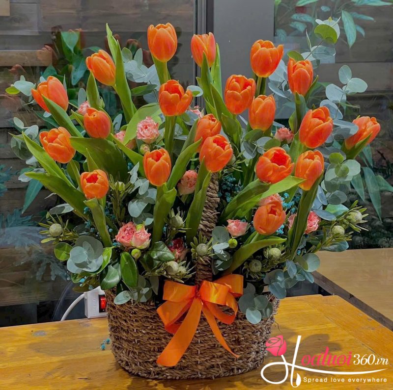 ý nghĩa hoa tulip cam
