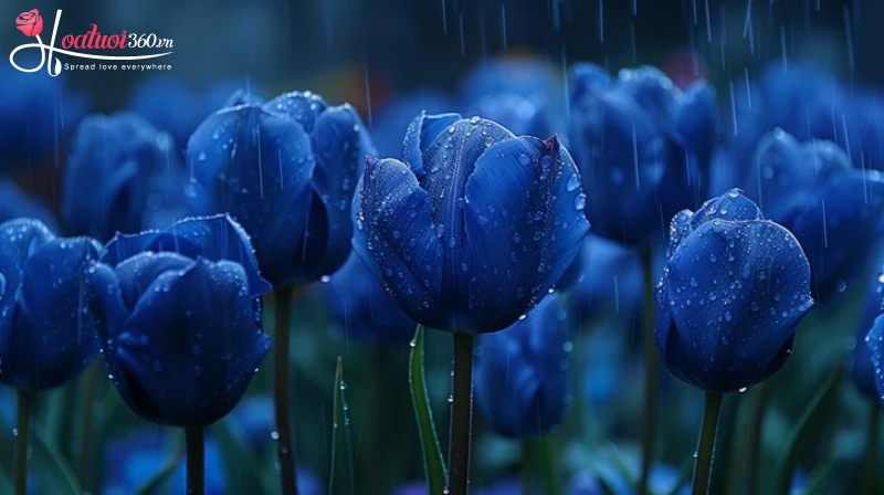 Ý nghĩa hoa tulip xanh