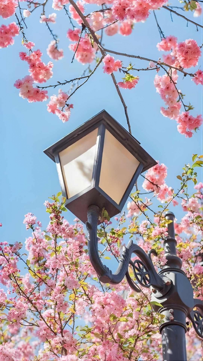 Hình ảnh hoa đào cute