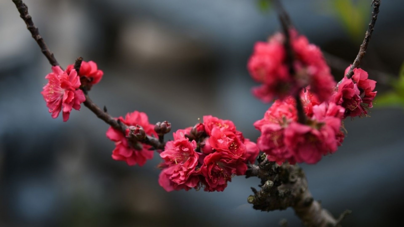 Hình nền hoa đào thất thốn nhiều bông