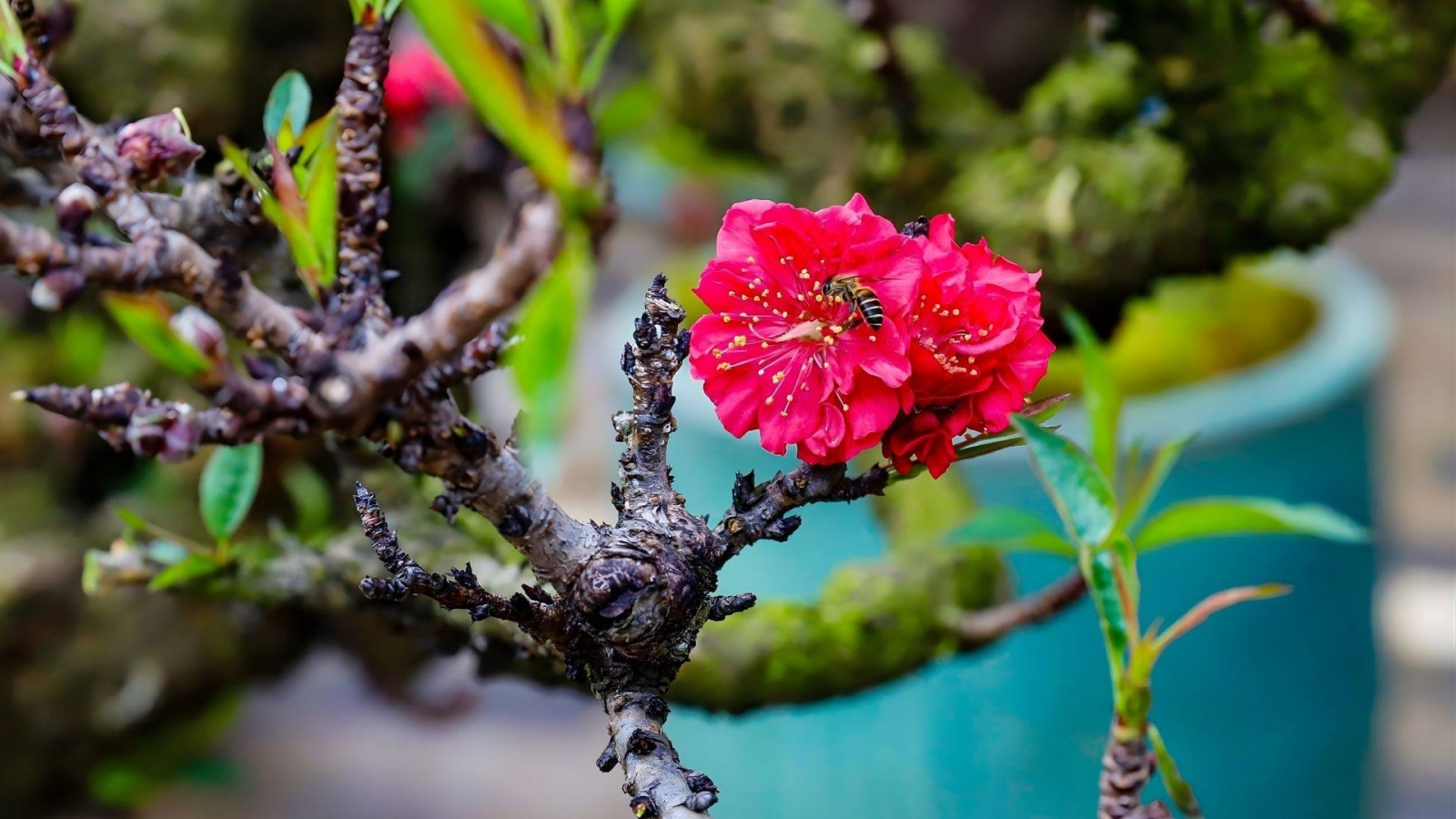 Hình nền hoa đào thất thốn 1 bông