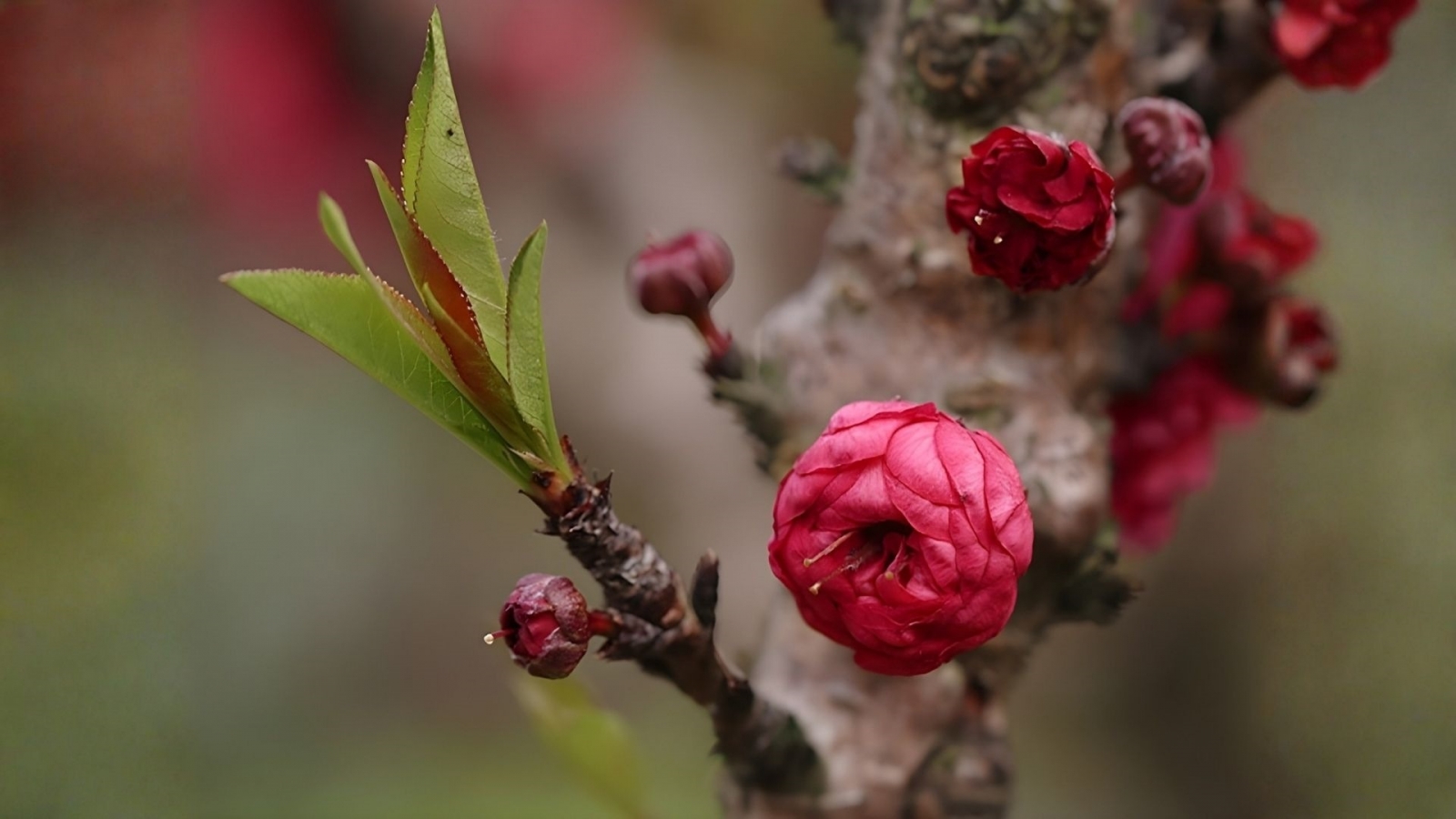 Hình nền hoa đào thất thốn chưa nở