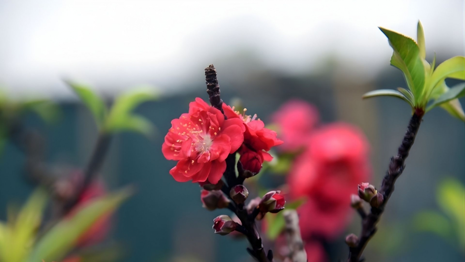 Hình nền hoa đào thất thốn sang trọng