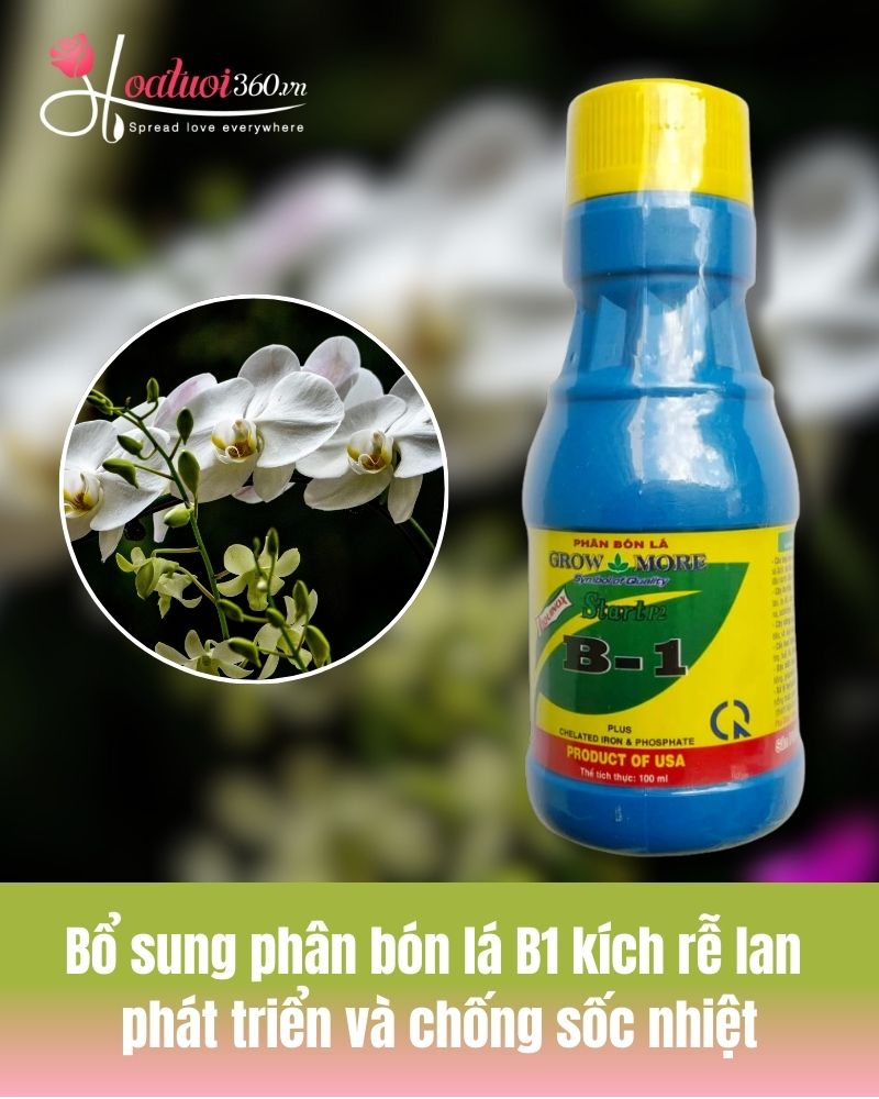 Bón phân cho cây lan hồ điệp