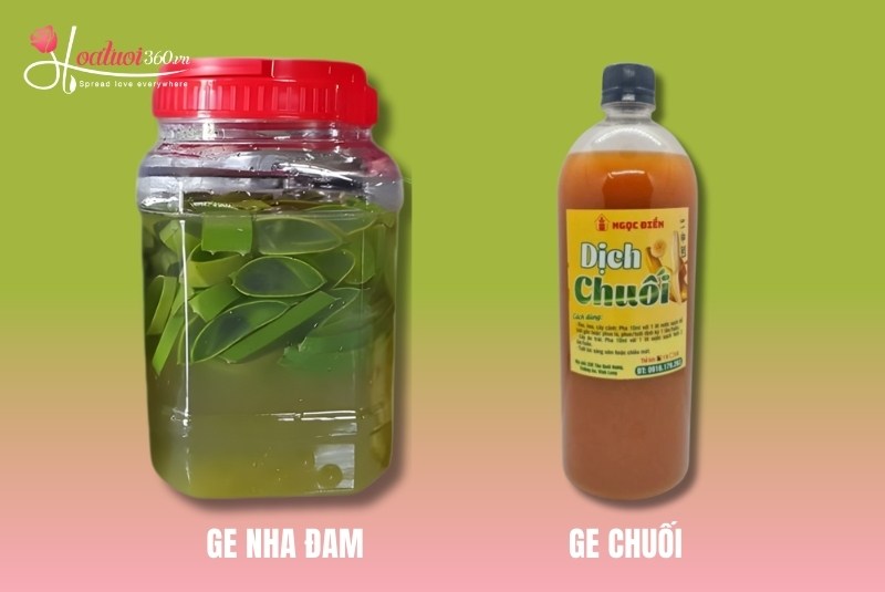 Cách chăm sóc lan hồ điệp đang ngồng hoa giúp vòi mập, nụ to