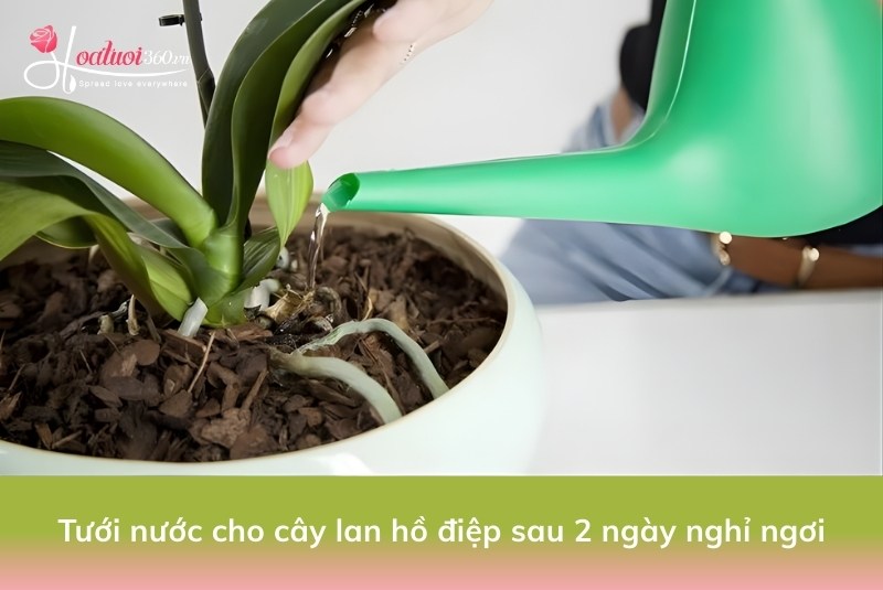 Tưới nước cây lan đang ngồng và bổ sung dưỡng chất sau 2 ngày