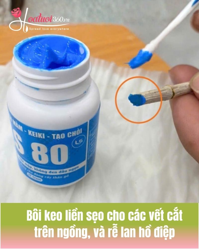 Bôi keo liền sẹo cho rễ, ngồng lan hồ điệp