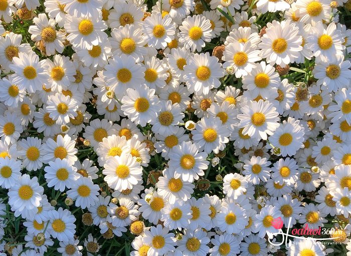 Hoa cúc trắng tượng trưng cho sự hoà bình