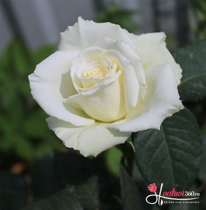 hoa hồng trắng đẹp thanh khiết tượng trưng cho hòa bình