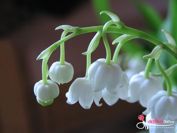 Linh Lan trắng hình chuông tượng trưng cho hy vọng và hòa bình