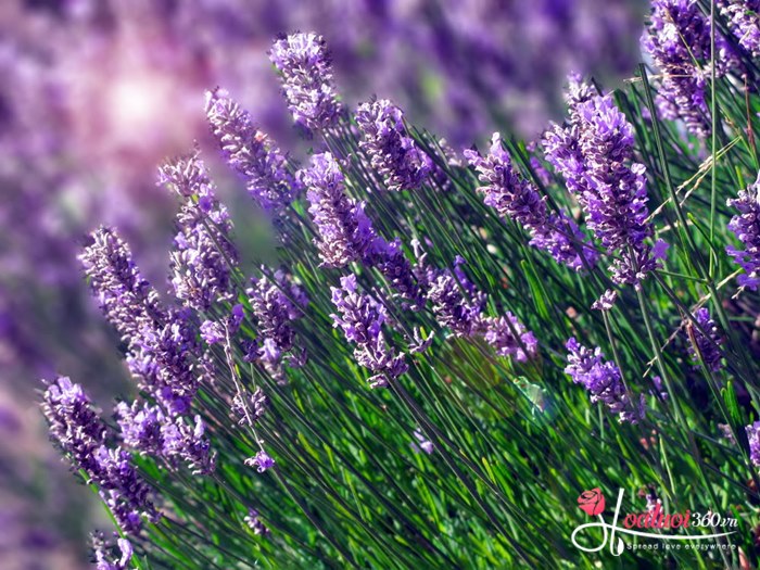 hoa oải hương tím mộng mơ mang lại cảm giác bình yên