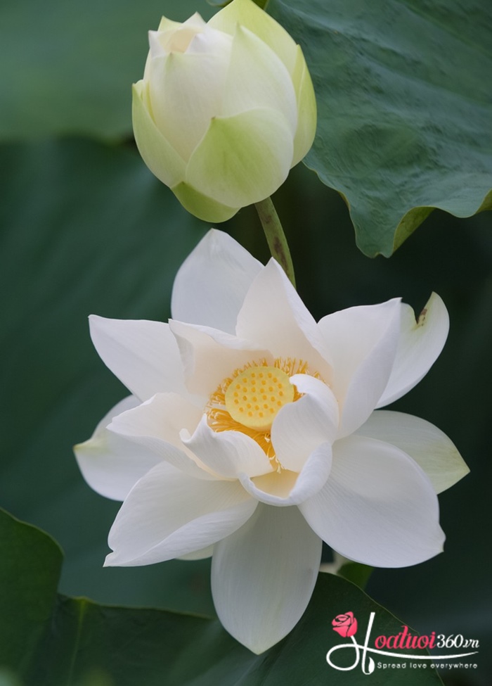 hoa sen trắng tượng trưng cho hòa bình tươi đẹp