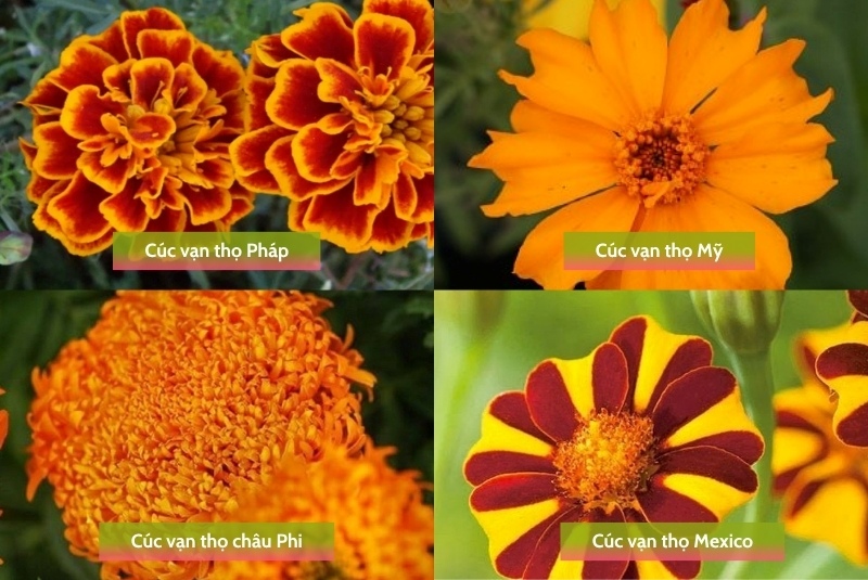 các giống hoa cúc hoa vạn thọ