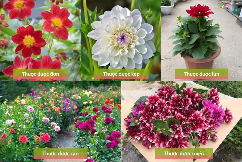 Các giống hoa thược dược phổ biến