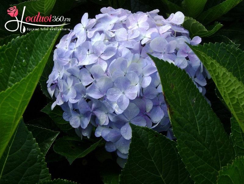 Cẩm tú cầu chưng tết