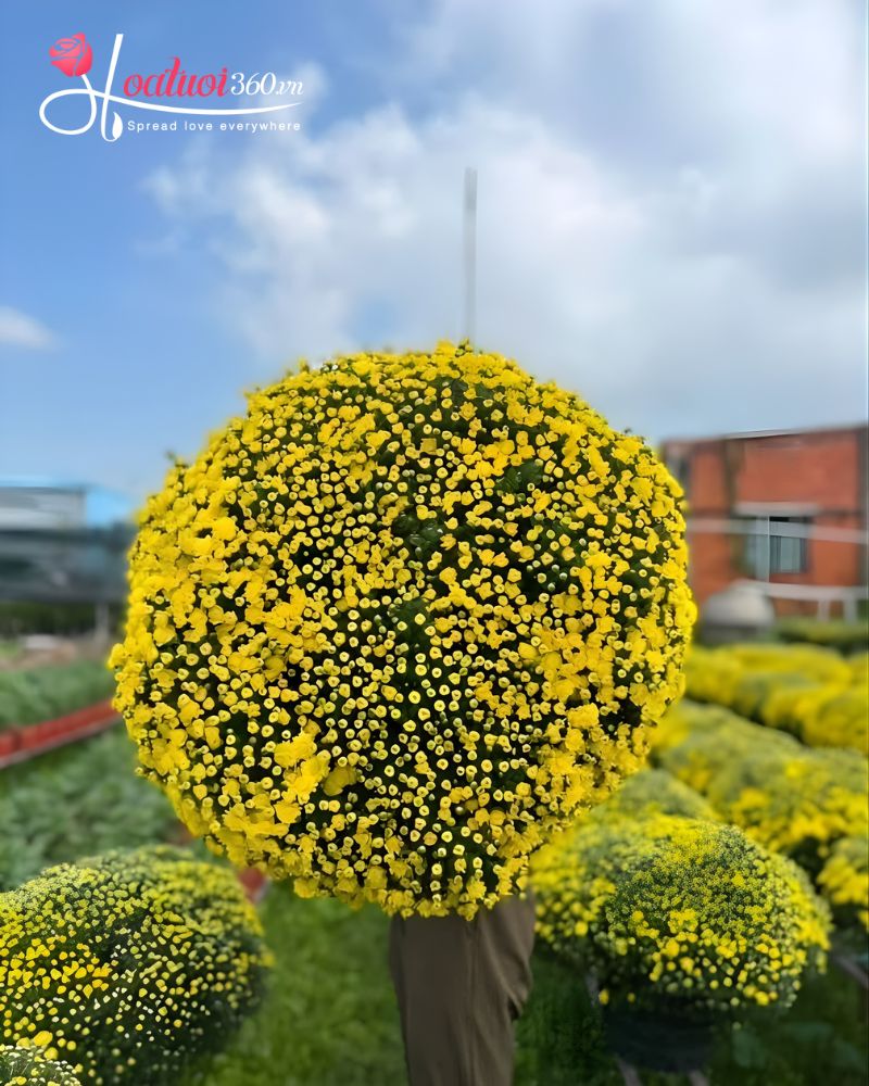 Cúc mâm xôi chưng tết